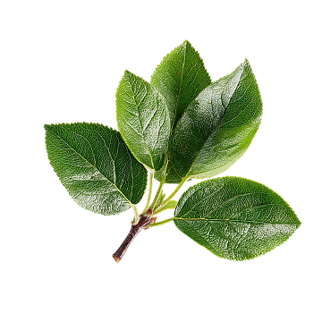 leafs