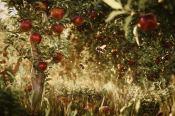 Smakboken: Hur blir ett äpple till?